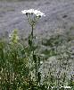 Achillea erba-rotta - Afficher l'image