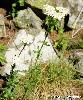 Achillea millefolium