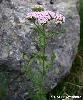 Achillea Millefolium Rose
