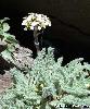 Achillea nana - Afficher l'image
