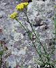 Achillea tomentosa - Afficher l'image