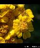 Achillea tomentosa - Afficher l'image