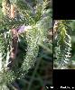 Achillea tomentosa - Afficher l'image