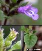 Acinos alpinus - Afficher l'image