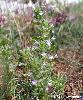 Acinos arvensis