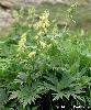 Aconitum lycoctonum subsp. vulparia - Afficher l'image