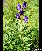 Aconitum napellus - Afficher l'image