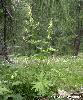 Aconitum penninum - Afficher l'image