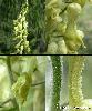 Aconitum penninum - Afficher l'image