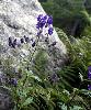 Aconitum variegatum subsp. paniculatum - Afficher l'image