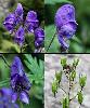 Aconitum variegatum subsp. paniculatum - Afficher l'image
