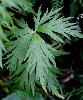 Aconitum variegatum subsp. paniculatum - Afficher l'image