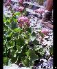 Adenostyles leucophylla - Afficher l'image