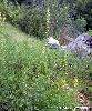Agrimonia eupatoria - Afficher l'image