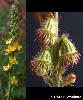 Agrimonia eupatoria - Afficher l'image