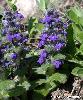 Ajuga genevensis - Afficher l'image