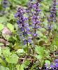Ajuga reptans