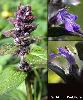 Epi Fleur Calice