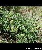 Alchemilla alpina - Afficher l'image