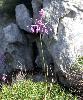 Allium carinatum subsp. pulchellum