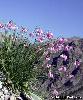 Allium narcissiflorum