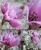 Fleur Etamines Spathe