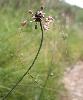 Allium oleraceum