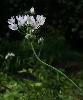 Allium roseum