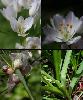 Corolle Bulbille Feuille