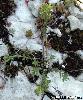 Alyssum alyssoides