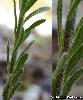 Tige Feuilles Pilosite
