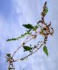 Amaranthus deflexus
