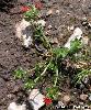 Anagallis arvensis