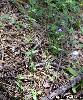 Anagallis Arvensis Bleu