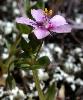 Anagallis Arvensis Rose
