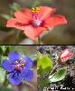 Fleur Calice Pedoncule