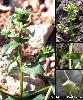 Tige Feuilles Fruit
