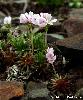 Androsace carnea
