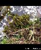 Androsace chaixii