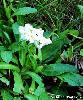 Androsace obtusifolia