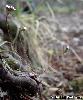 Androsace septentrionalis