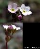 Fleurs Calice Bractees