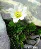 Anemone baldensis
