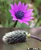 Fleur Fruit
