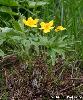 Anemone ranunculoides