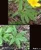 Feuille Bractees