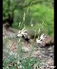 Anthericum liliago