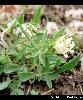 Anthyllis vulneraria