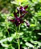 Aquilegia atrata
