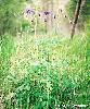 Aquilegia vulgaris